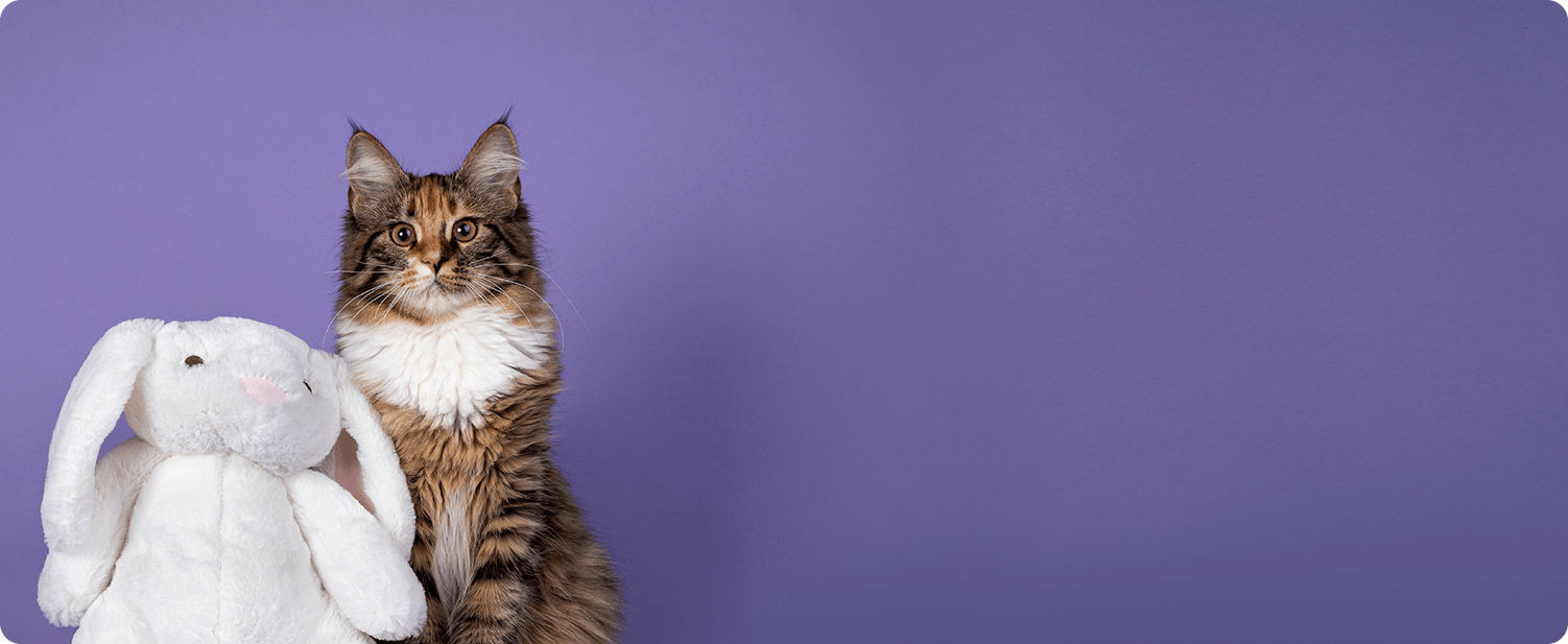 Catty"